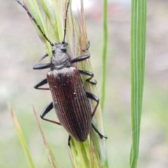 Homotrysis cisteloides (Darkling beetle) at Aranda Bushland - 26 Oct 2020 by trevorpreston