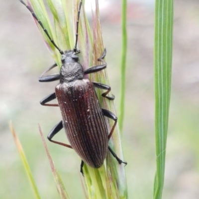 Homotrysis cisteloides (Darkling beetle) at Aranda Bushland - 26 Oct 2020 by trevorpreston
