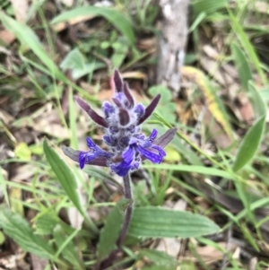 Ajuga australis at Holt, ACT - 27 Oct 2020