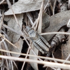 Pardillana limbata at Holt, ACT - 27 Oct 2020