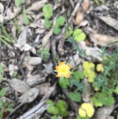 Hypericum gramineum (Small St Johns Wort) at Aranda Bushland - 26 Oct 2020 by MattFox