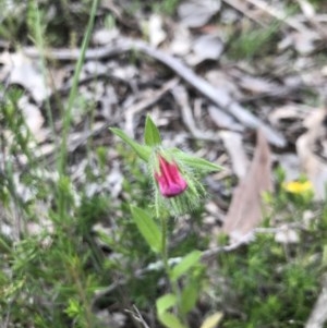 Echium plantagineum at Holt, ACT - 27 Oct 2020 10:36 AM