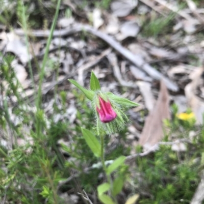 Echium plantagineum (Paterson's Curse) at Aranda Bushland - 26 Oct 2020 by MattFox