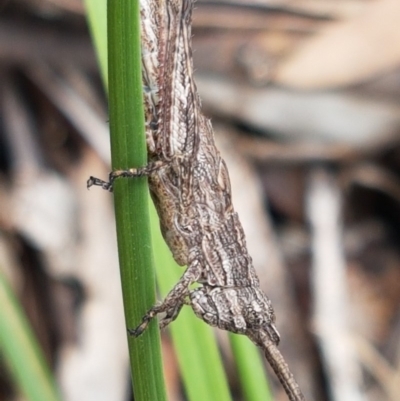 Coryphistes ruricola (Bark-mimicking Grasshopper) at Holt, ACT - 26 Oct 2020 by tpreston