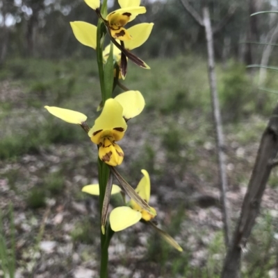 Diuris sulphurea (Tiger Orchid) at Holt, ACT - 27 Oct 2020 by MattFox