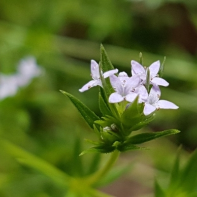 Sherardia arvensis (Field Madder) at Holt, ACT - 27 Oct 2020 by trevorpreston