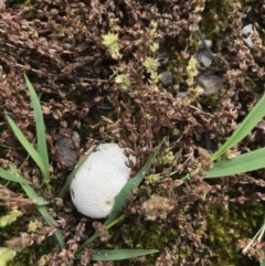 Unverified Puffball & the like at Aranda Bushland - 27 Oct 2020 by MattFox