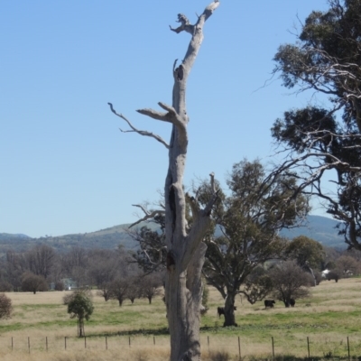 Eucalyptus sp. (dead tree) (Dead Hollow-bearing Eucalypt) at Gordon, ACT - 14 Sep 2020 by MichaelBedingfield