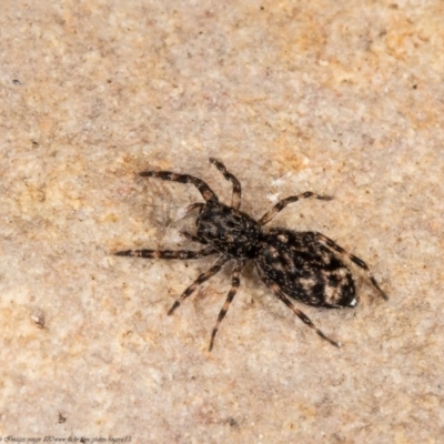 Salticidae (family) (Jumping spider) at Macgregor, ACT - 26 Oct 2020 by Roger