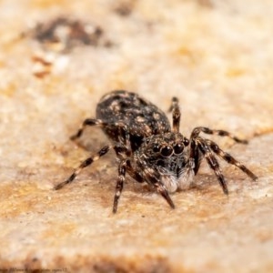 Salticidae (family) at Macgregor, ACT - 26 Oct 2020