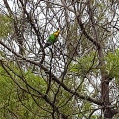 Polytelis swainsonii (Superb Parrot) at Lyons, ACT - 27 Oct 2020 by John.Butcher
