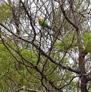 Polytelis swainsonii at Lyons, ACT - suppressed