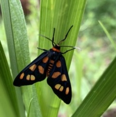 Amata nigriceps (A Handmaiden moth) at Black Range, NSW - 27 Oct 2020 by StephH