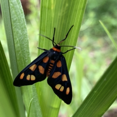 Amata nigriceps (A Handmaiden moth) at Black Range, NSW - 27 Oct 2020 by StephH