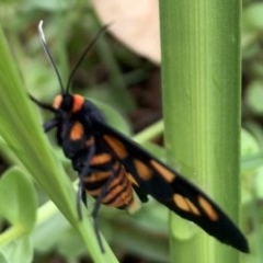 Amata nigriceps at Black Range, NSW - 27 Oct 2020