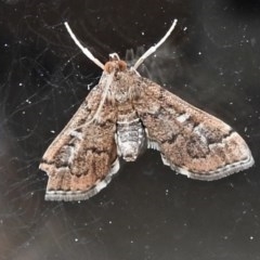 Nacoleia rhoeoalis (A Crambid moth (Spilomelinae) at Wanniassa, ACT - 27 Oct 2020 by JohnBundock
