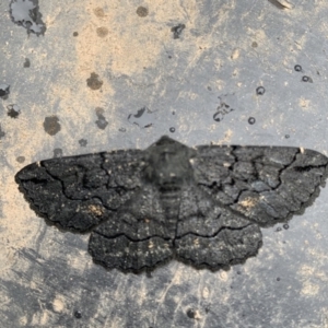 Melanodes anthracitaria at Black Range, NSW - 27 Oct 2020