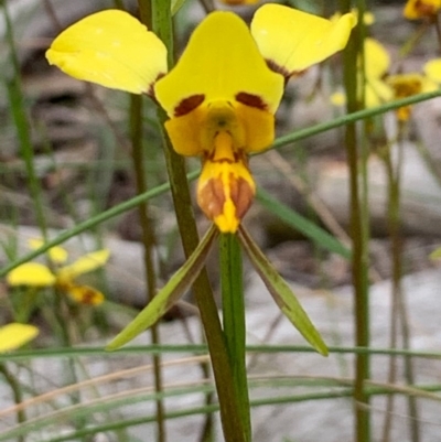 Diuris sulphurea (Tiger Orchid) at Bruce Ridge to Gossan Hill - 26 Oct 2020 by JVR