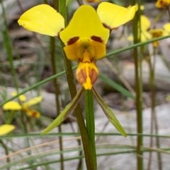 Diuris sulphurea (Tiger orchid) at Bruce, ACT - 26 Oct 2020 by JVR