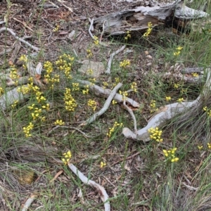 Diuris sulphurea at Bruce, ACT - suppressed