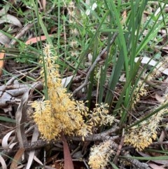 Lomandra multiflora (Many-flowered Matrush) at Bruce Ridge to Gossan Hill - 26 Oct 2020 by JVR