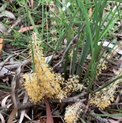 Lomandra multiflora (Many-flowered Matrush) at Bruce, ACT - 26 Oct 2020 by JVR