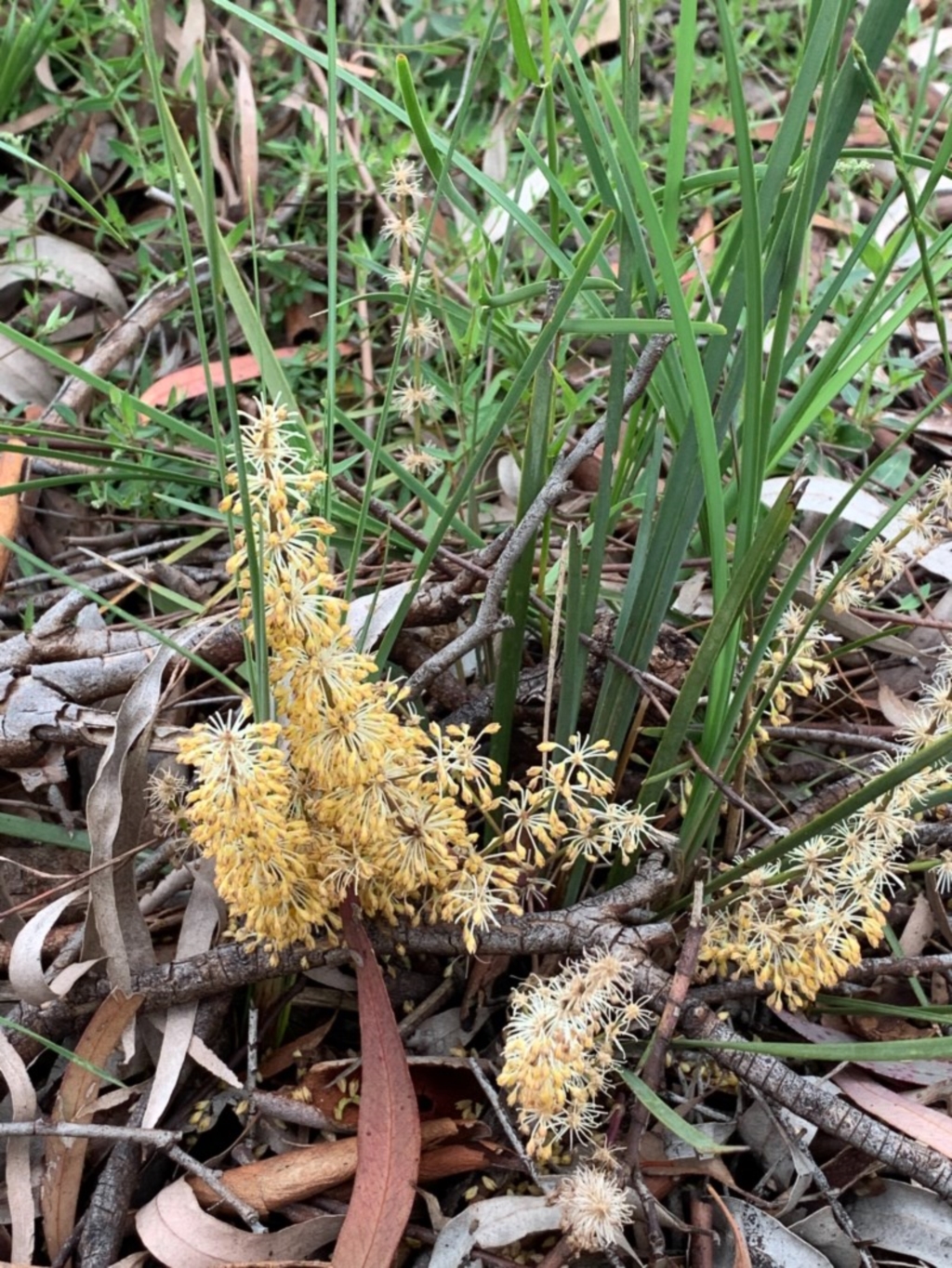 Lomandra multiflora at Bruce, ACT - 26 Oct 2020