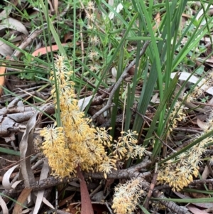 Lomandra multiflora at Bruce, ACT - 26 Oct 2020