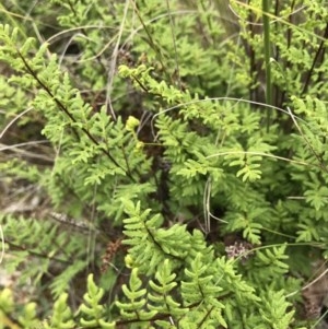 Cheilanthes sieberi at Acton, ACT - 27 Oct 2020