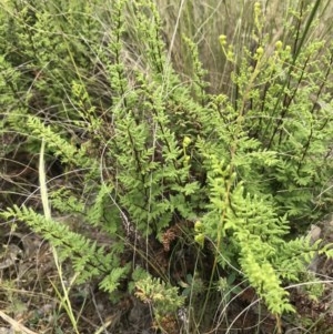 Cheilanthes sieberi at Acton, ACT - 27 Oct 2020