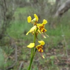 Diuris sulphurea (Tiger Orchid) at Jerrabomberra, ACT - 26 Oct 2020 by Mike