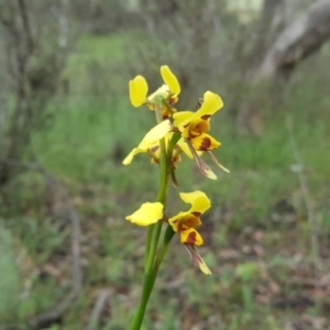 Diuris sulphurea at Isaacs Ridge - suppressed