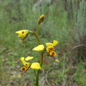 Diuris sulphurea at Isaacs Ridge - suppressed