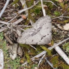 Taxeotis exsectaria (Ochre-headed Taxeotis) at Theodore, ACT - 27 Oct 2020 by owenh