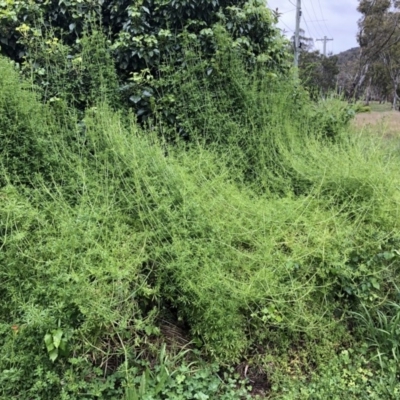 Galium aparine (Goosegrass, Cleavers) at Mount Majura - 26 Oct 2020 by cmobbs