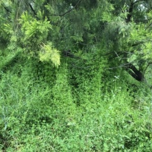 Galium aparine at Hackett, ACT - 27 Oct 2020