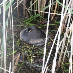 Tachybaptus novaehollandiae (Australasian Grebe) at Lyneham Wetland - 26 Oct 2020 by JackyF