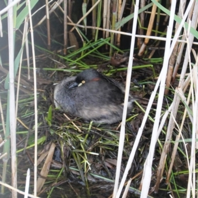 Tachybaptus novaehollandiae (Australasian Grebe) at Sullivans Creek, Lyneham South - 26 Oct 2020 by JackyF