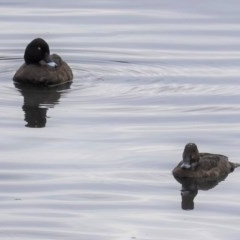 Aythya australis (Hardhead) at Sullivans Creek, Lyneham South - 26 Oct 2020 by JackyF