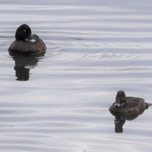 Aythya australis at Lyneham, ACT - 26 Oct 2020