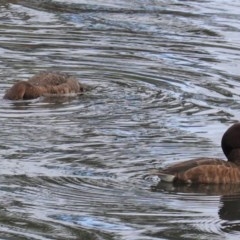 Aythya australis at Lyneham, ACT - 26 Oct 2020