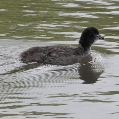 Fulica atra (Eurasian Coot) at Lyneham, ACT - 26 Oct 2020 by JackyF