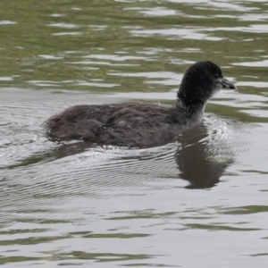 Fulica atra at Lyneham, ACT - 26 Oct 2020