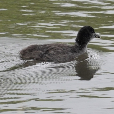 Fulica atra (Eurasian Coot) at City Renewal Authority Area - 26 Oct 2020 by JackyF