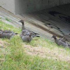 Chenonetta jubata (Australian Wood Duck) at Sullivans Creek, Lyneham South - 26 Oct 2020 by JackyF