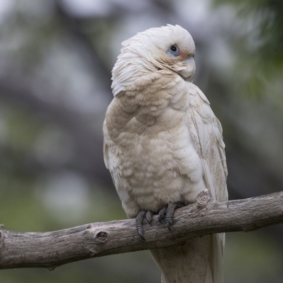 Cacatua sanguinea (Little Corella) at Higgins, ACT - 27 Oct 2020 by Alison Milton