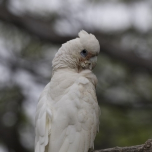 Cacatua sanguinea at Higgins, ACT - 27 Oct 2020