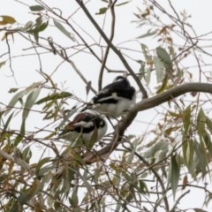 Grallina cyanoleuca (Magpie-lark) at Hawker, ACT - 27 Oct 2020 by AlisonMilton