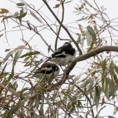 Grallina cyanoleuca (Magpie-lark) at The Pinnacle - 26 Oct 2020 by AlisonMilton