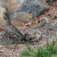 Chenonetta jubata (Australian Wood Duck) at Sullivans Creek, Lyneham South - 26 Oct 2020 by JackyF